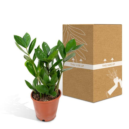 Zamioculcas - ZZ Plant - ↕35cm - Ø12cm