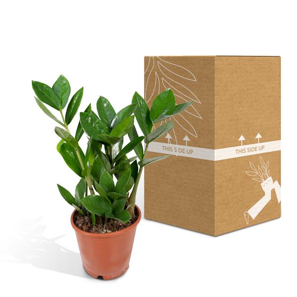 Zamioculcas - ZZ Plant - ↕35cm - Ø12cm