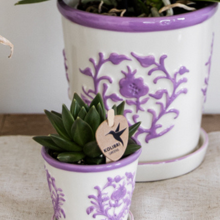 Campanula Addenda Ambella Intens lilla i Malaga dekorative potter - Ø12cm - 2x