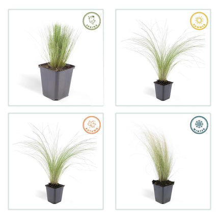 Stipa Tenuissima 'Ponytails' - Erba Piuma - ↕10-25cm - Ø9cm - Erba Ornamentale - 12x