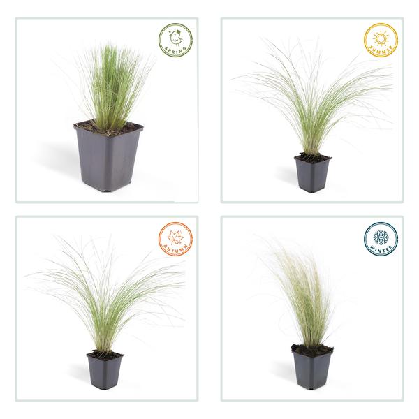Stipa Tenuissima 'Ponytails' - Vedergras - ↕10-25cm - Ø9cm - Siergras - 12x