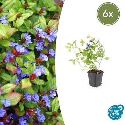 Ceratostigma Plumbaginoides - Piombo - ↕10-25cm - Ø9cm - Coprisuolo - Pianta da bordura - 6x