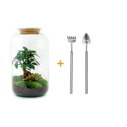 Terrarium DIY - Sven Bonsai - ↕43 cm - Grabie + Łopata