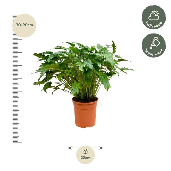 Philodendron Xanadu - ↕80cm - Ø27cm
