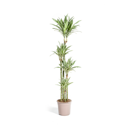 Dracaena Deremensis White Stripe - ↕180cm - Ø27cm