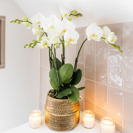 Hvid phalaenopsis Jewel Ghent orkidé i guldfarvet Groove dekorativ potte - Ø12cm