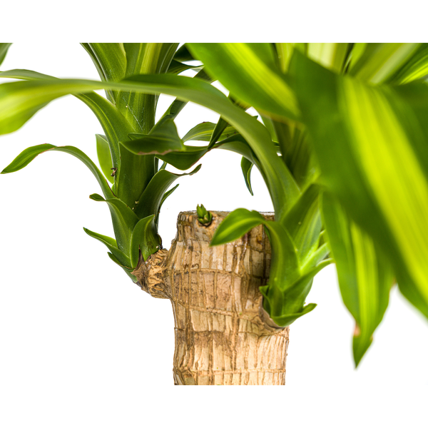 Dracaena Fragrans Massangeana - ↕100cm - Ø21cm - Drakenplant
