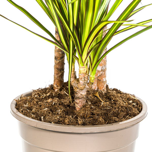 Dracaena Marginata Sunray - ↕100-110cm - Ø21cm - Drakenplant