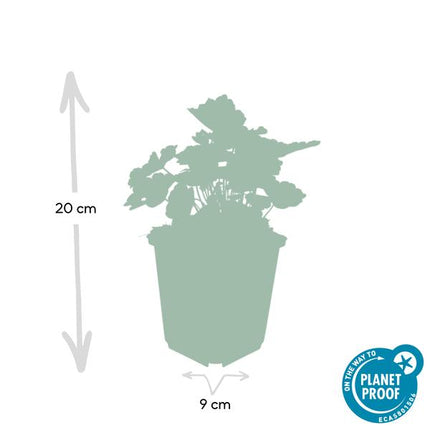 Heuchera Micrantha 'Palace Purple' - Purperklokje - ↕10-25cm - Ø9cm - 6x