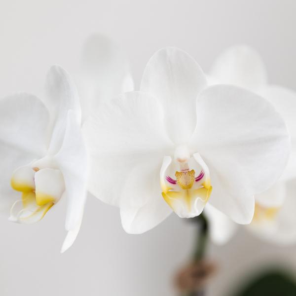 Gift set Untamed Nature small | Groene plant met witte Phalaenopsis orchidee Amabilis in Jaguar sierpotten op bamboe dienblad