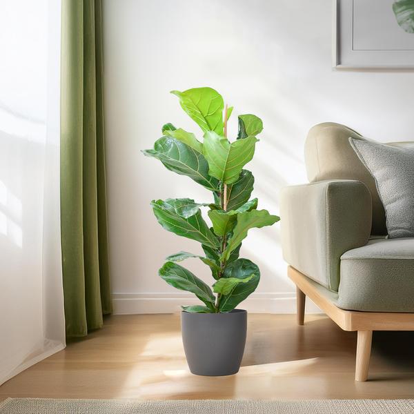 Ficus Lyrata met Viber pot grijs - ↕80cm - Ø21