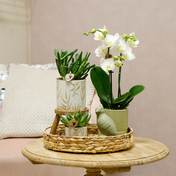 Gift set Love white- Plantenset met witte Phalaenopsis Orchidee en Succulenten incl. keramieken sierpotten
