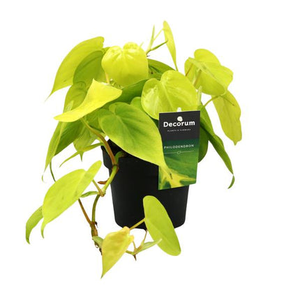 Philodendron Lime - ↕20cm - Ø12cm