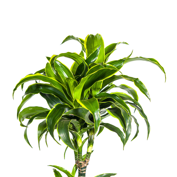 Dracaena Deremensis Dorado - ↕180cm - Ø27cm