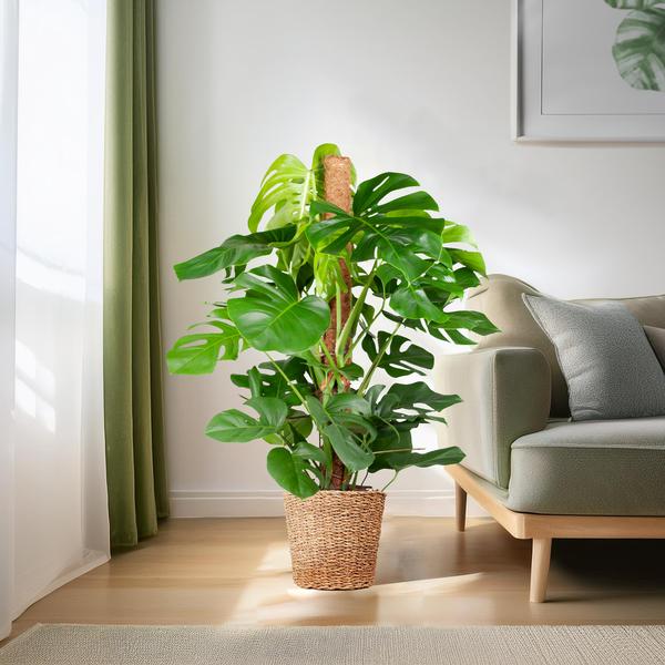 Monstera Deliciosa XL met Torun mand - Gatenplant - ↕120cm - Ø24cm