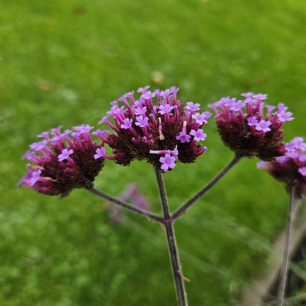 Verbena Bonariensis - IJzerhard - ↕10-25cm - Ø9cm - Borderplant - 60x
