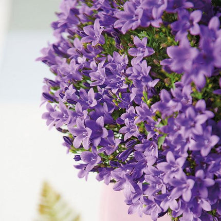 Campanula Addenda Ambella Intense - Campanula viola in vaso decorativo in legno / casetta per uccelli - Ø12cm