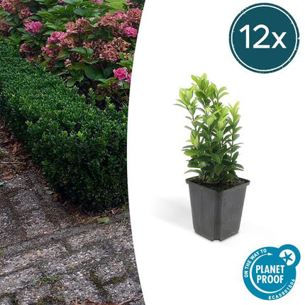 Euonymus japonicus 'Green Spire' – Buchsbaum-Ersatz – ↕10–25 cm – Ø9 cm – 12 Stück