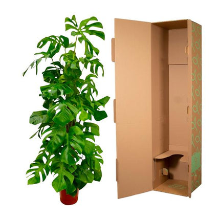Monstera Deliciosa XXL - Hulplante - ↕180cm - Ø27cm