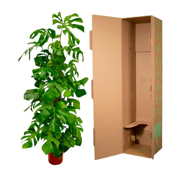 Monstera Deliciosa XXL - Gatenplant - ↕180cm - Ø27cm