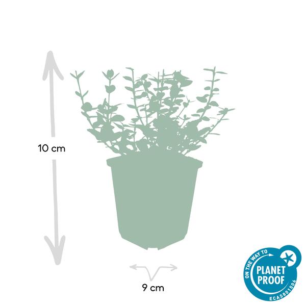 Euonymus 'Emerald 'n Gaity' - Japanse Kardinaalsmuts - ↕10-25cm - Ø9cm - Bodembedekker - 40x