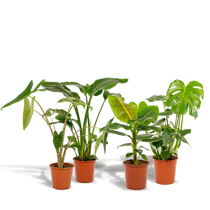 Monstera Deliciosa - ↕75cm - Ø21cm + Alocasia Zebrina - ↕75cm - Ø19cm + Strelitzia Nicolai - ↕85cm - Ø19cm + Musa Dwarf Cavendish - ↕85cm - Ø21cm