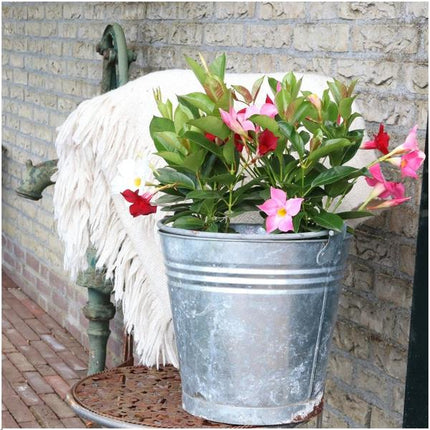 Dipladenia Pink - Mandevilla Pink - ↕25cm - Ø12cm - 6x