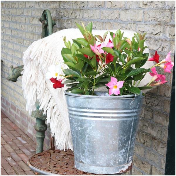 Dipladenia rosa - Mandevilla rosa - ↕25cm - Ø12cm - 6x