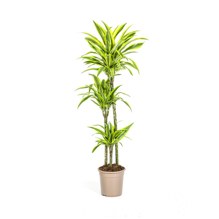 Dracaena Deremensis Lemon Lime - ↕140cm - Ø24cm