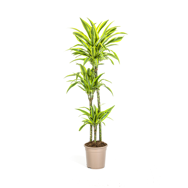 Dracaena Deremensis Lemon Lime - ↕140cm - Ø24cm