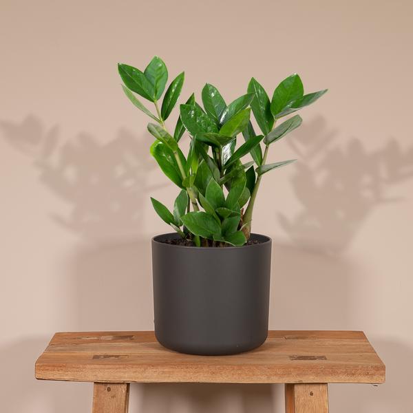 Zamioculcas - ZZ Plant - ↕35cm - Ø12cm