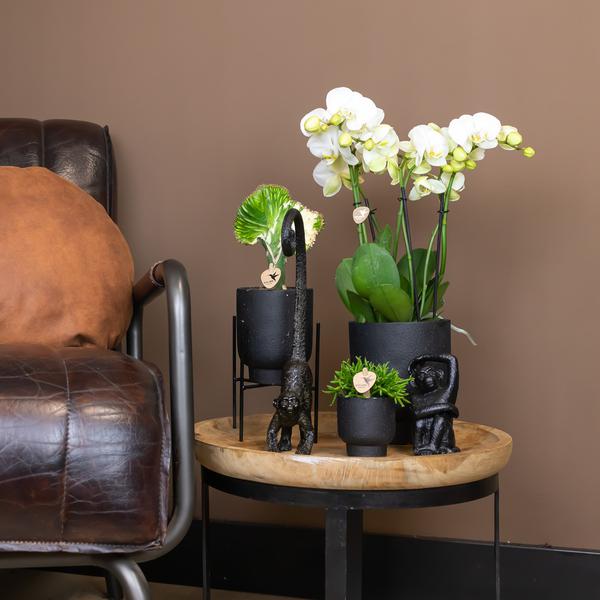 Kolibri Home | Ornament - Decoratie beeld Monkey long tail - Black