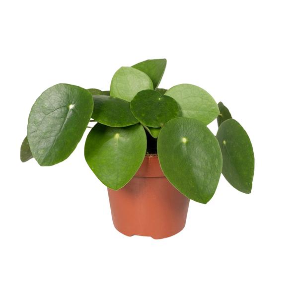 Pilea Peperomiodes - Pannenkoekplant - ↕25cm - Ø15cm