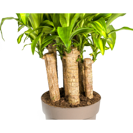 Dracaena Fragrans Massangeana Karussell - Dragon plant - ↕140cm - Ø30cm