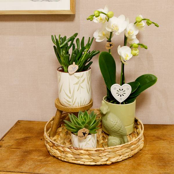 Gift set Love white- Plantenset met witte Phalaenopsis Orchidee en Succulenten incl. keramieken sierpotten