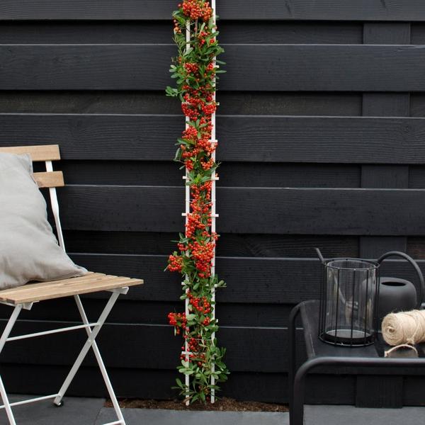 Pyracantha Coccinea mix - Vuurdoorn - ↕60cm - Ø12cm - 3x