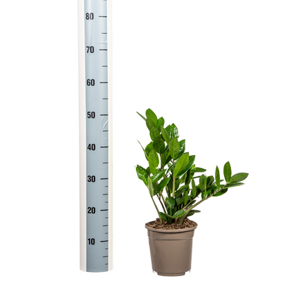 Zamioculcas Zamiifolia – ZZ-Pflanze – ↕40–50 cm – Ø17 cm