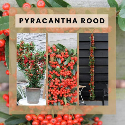 Pyracantha Coccinea Red Star - Firethorn - ↕60cm - Ø12cm - 2x