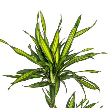 Dracena Deremensis Rikki - ↕80cm - Ø19cm