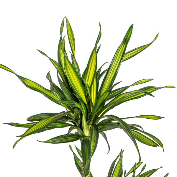 Dracaena Deremensis Rikki - ↕80cm - Ø19cm