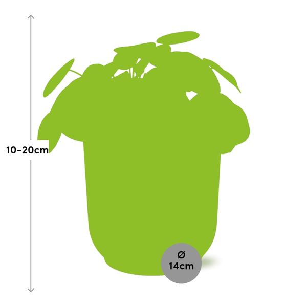 Pilea Peperomioides - Pannenkoekplant - ↕12cm in elho Vibes Fold Ø14cm roze