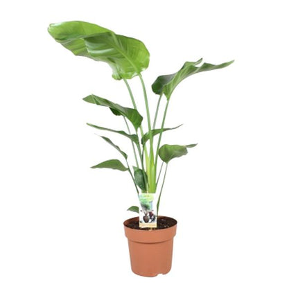 Strelitzia Nicolai - Paradijsvogelplant - ↕90cm - Ø21cm