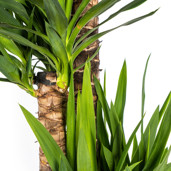 Yucca Elephantipes - ↕160cm - Ø27cm