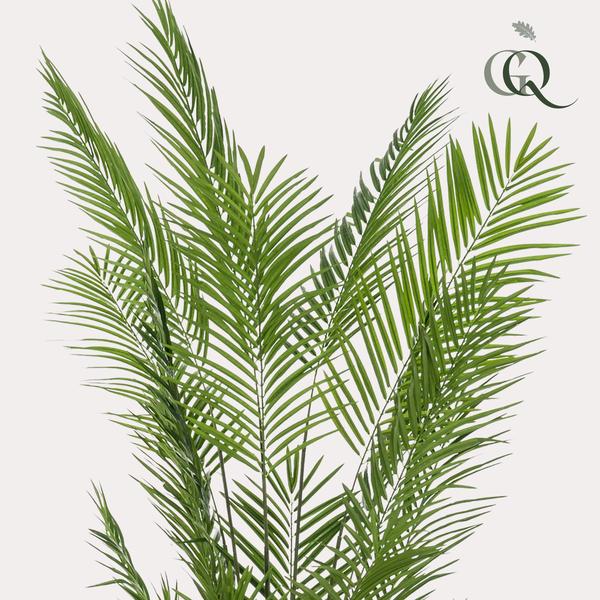 Kunstplanten - Areca Lutescens - Goudpalm - ↕240cm - Ø17cm