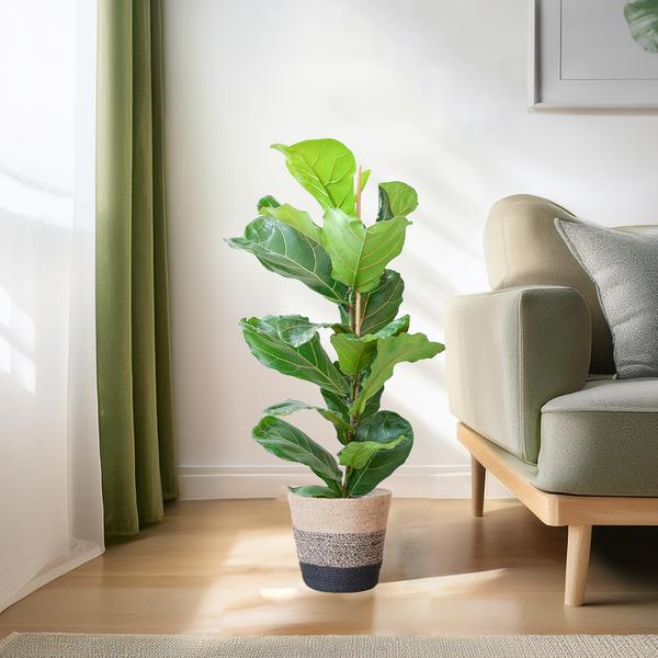 Ficus Lyrata met Mand Lissabon zwart - ↕80cm - Ø21cm