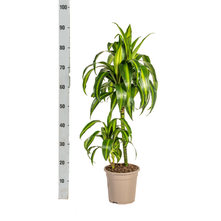 Dracaena Deremensis Hawaiian Sunshine - ↕80cm - Ø19cm