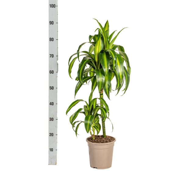 Dracaena Deremensis Hawaiian Sunshine - ↕80cm - Ø19cm