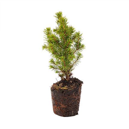 Mini Christmas tree set 6 - Including Madrid pot set - String lights with 20 LED lights