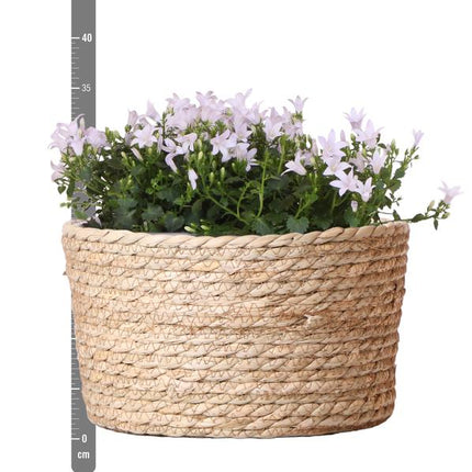 Campanula Addenda Ambella blanca - Cuenco de mimbre con campanilla y sistema de riego - 3 piezas - Campanilla blanca - Ø12cm - Interior y exterior