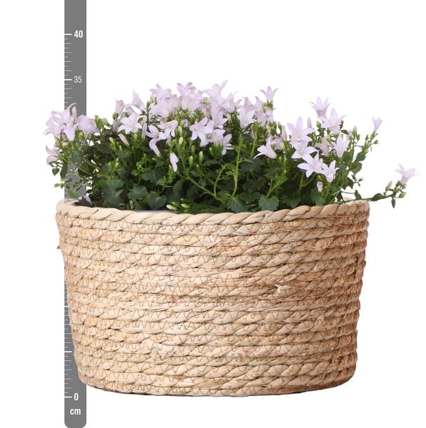Campanula Addenda Ambella white - Rieten schaal met Campanula met watergeefsysteem - 3 stuks - Klokjesbloem wit - Ø12cm - binnen & buiten